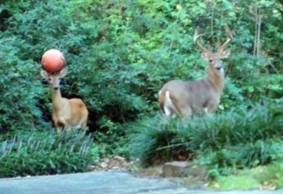 Beszállhatunk srácok?