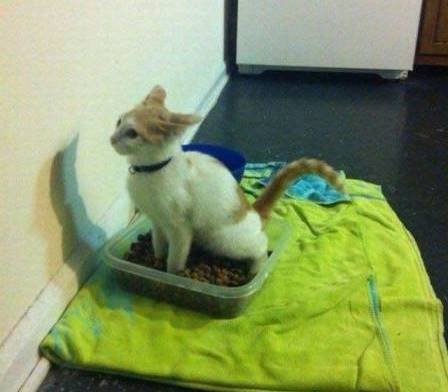 Macska kaját váltottunk