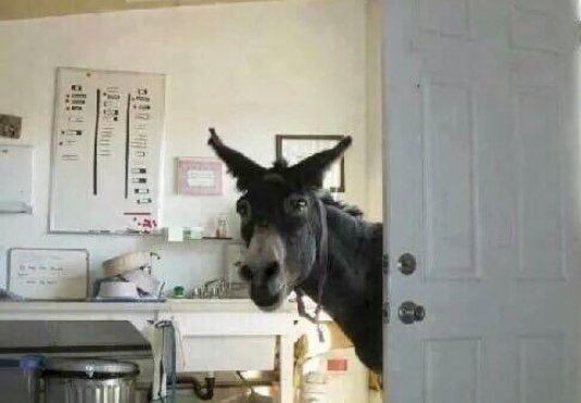 Jó reggelt csipagyáros