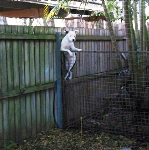 Amikor új csaj költözik a szomszédba...