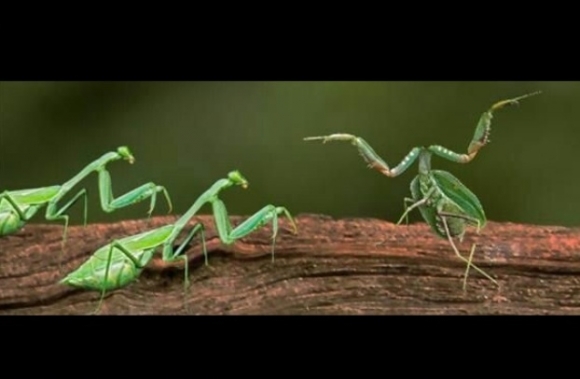 Szerinted melyikük csajozott be tegnap este?