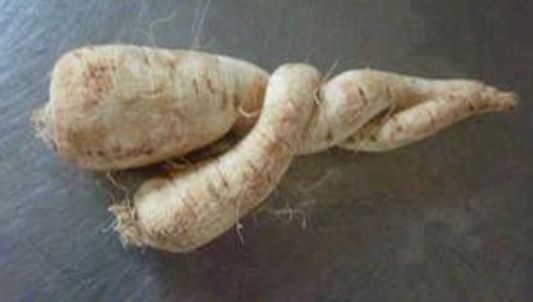 Amikor még a gyökerek is egymásra találnak,