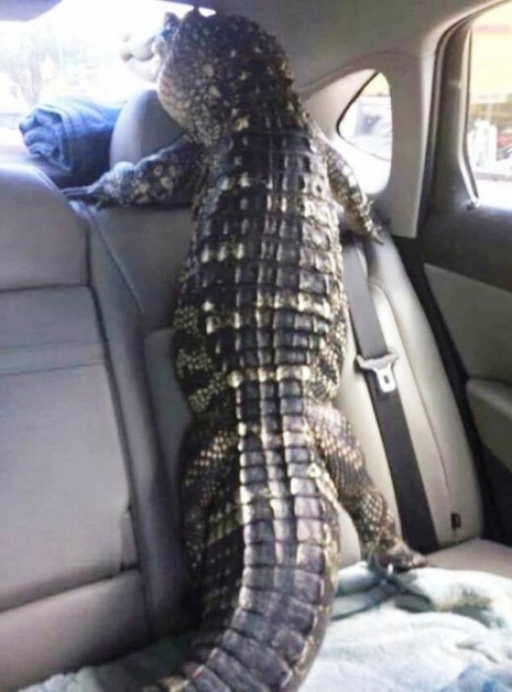 Ehhez vajon, egy rendőr mit szól?