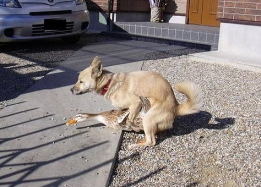 Libatömés - hardcore verzió