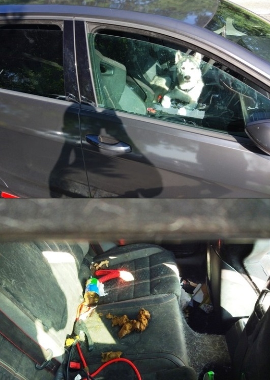 Egy kis meglepetés csomag a gazdinak