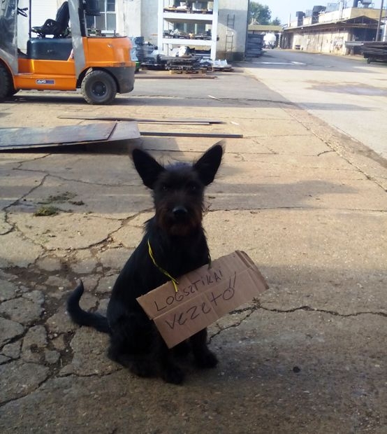 Végre egy barátságos főnök