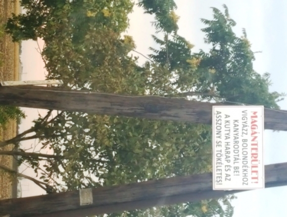 Törökszentmiklós határában járunk