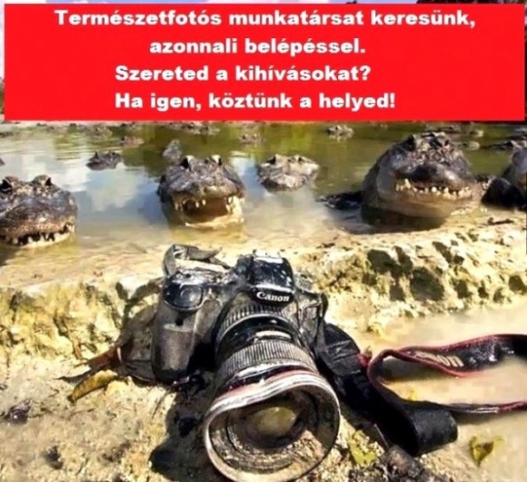 Állásajánlat