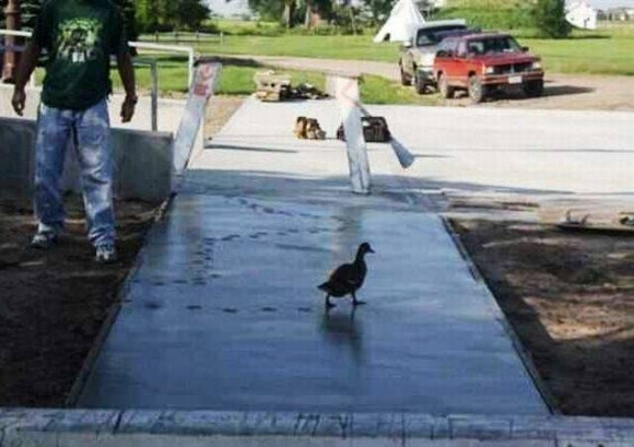 A pillanat, amikor eldőlt, hogy aznap kacsasült lesz ebédre...