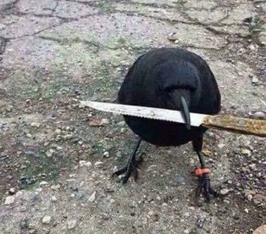 Rossz környékre tévedtél haver!