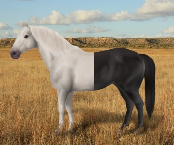 Töredezettségmentesített zebra