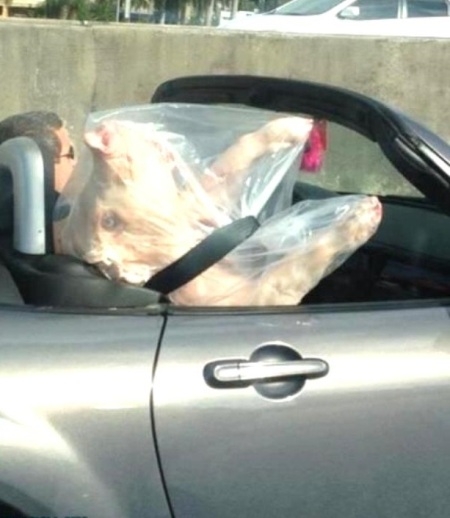 Igyekezz már! Lekéssük a disznóvágást...