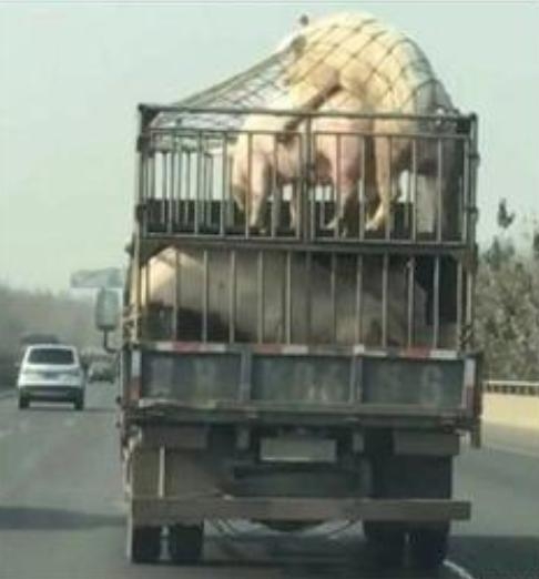 Útban a vágóhíd felé...