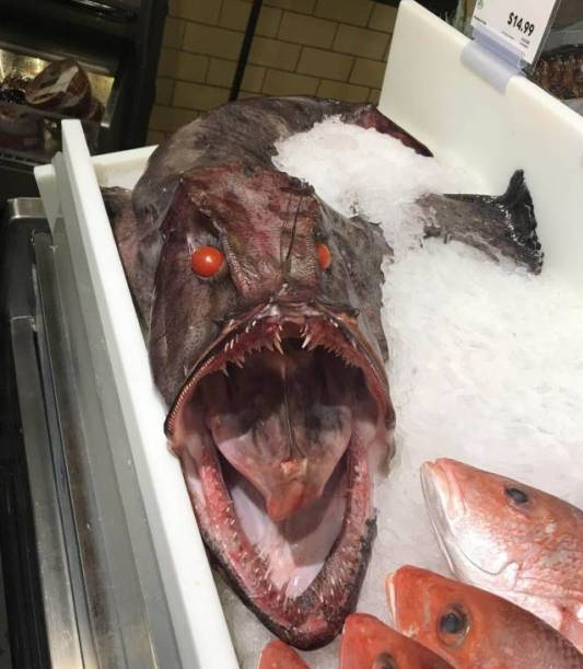 A halaspult mai ajánlata