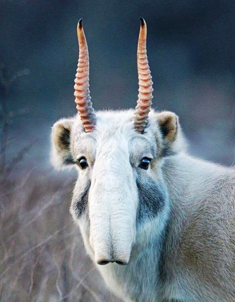 Egy párosujjú patás - A tatárantilop