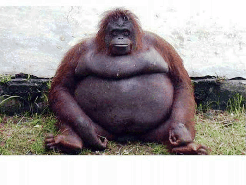 Amikor már jól telezabáltad magad,