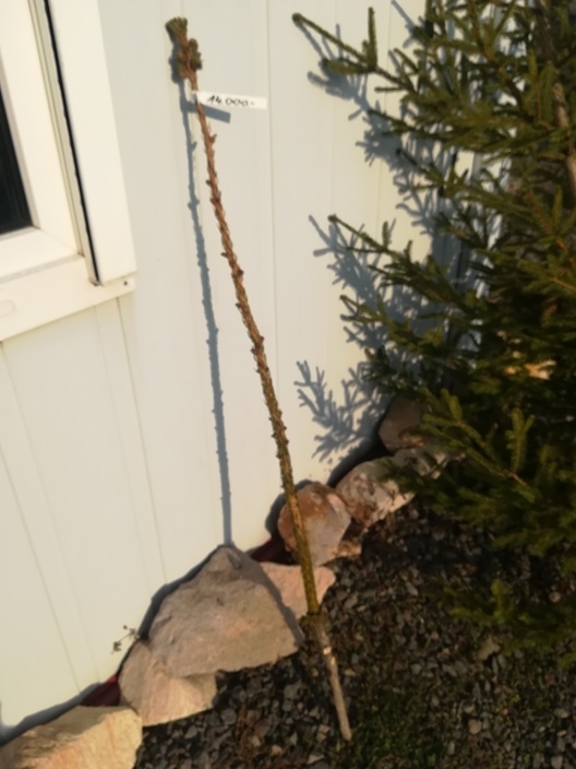 Minimál dízájnos, környezetkímélő karácsonyfa