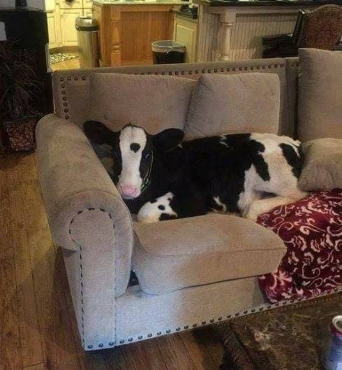 Tegnap részegen, vettem a vásárba egy kutyát