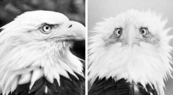 Ezért fényképezik őket többnyire oldalról...