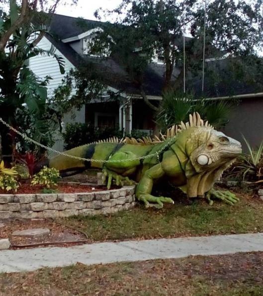 Kinőtte a terráriumot...