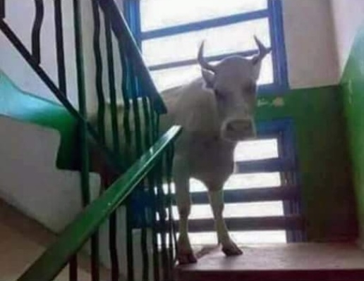 Amikor a főbérlő csak annyit köt ki, hogy...