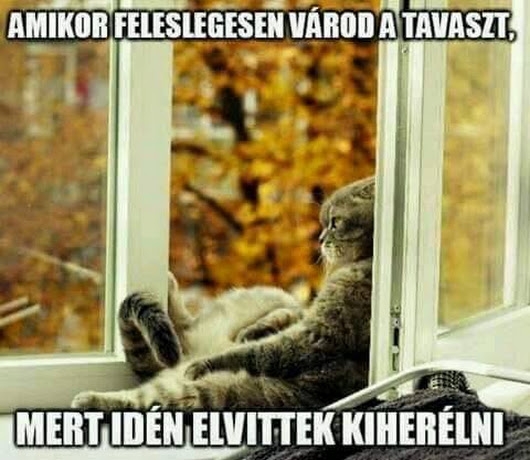 Kandúr Bandit kasztrálták