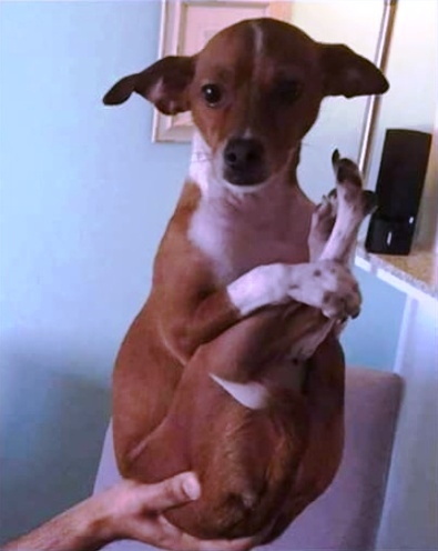 Amikor a muter porszívózik és szól, hogy tedd fel a lábad