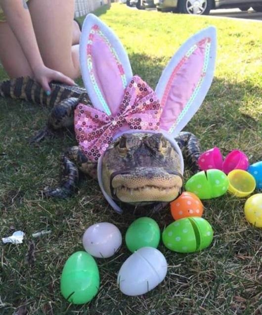 Egy napra nem vettek nyulat...