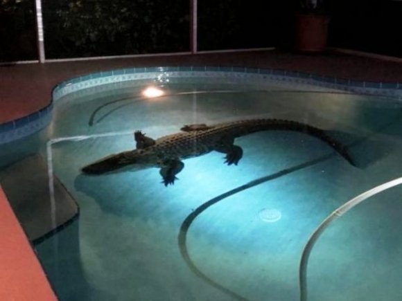 Egy hívatlan vendég a medencében