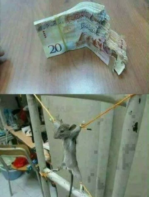 Elkapták a tettest...