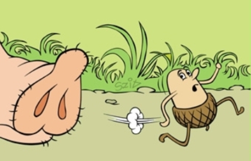 Félős makk, éhes disznóval álmodik