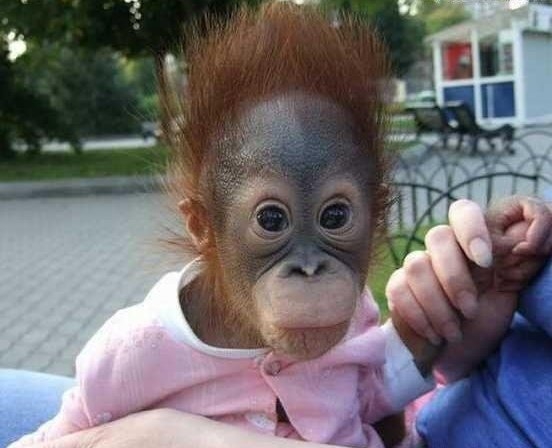 Maki most tudta meg, hogy elfogyott a banán