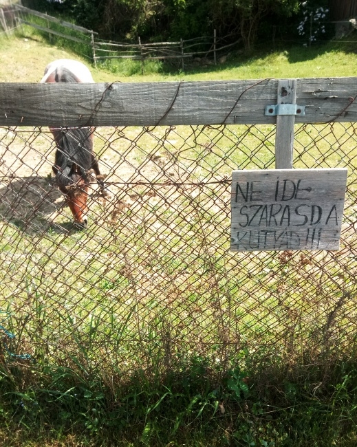 Felhívás kutyásoknak