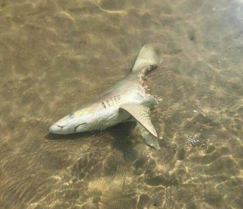 Kettétört a karrierje