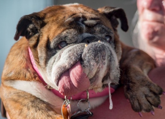 Zsa Zsa lett a világ legrondább kutyája 