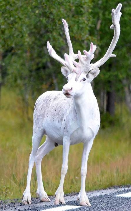 Albínó rénszarvast ritkán látni,