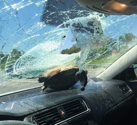 Eső lesz, alacsony szállnak a teknősök