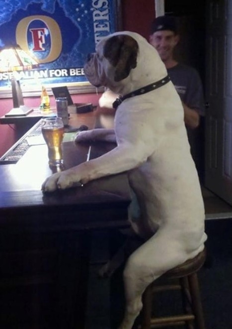 Szombat este Brúnó is megszomjazott