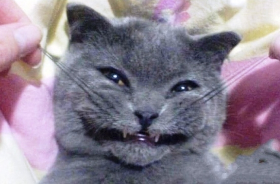 Amikor utálod mint a sz@rt, de mégis rámosolyogsz