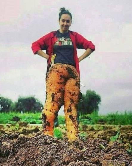 Pózolj répaföldön