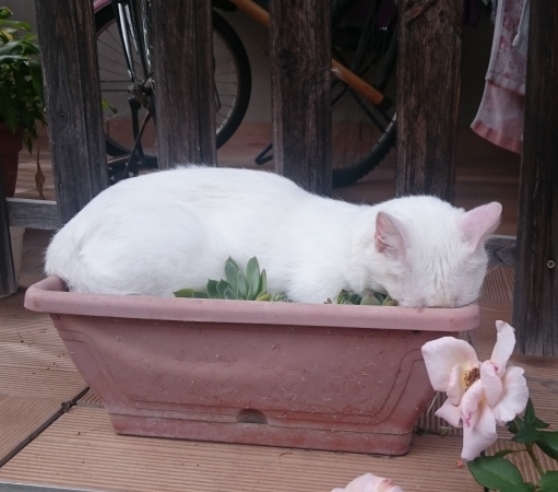 Különleges növény