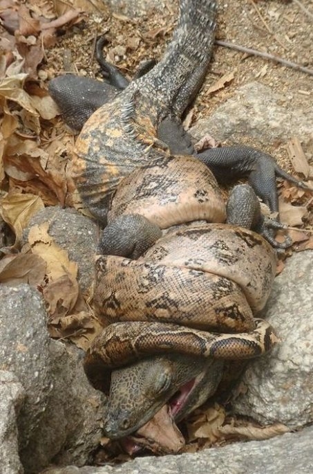 Most akkor melyik élte túl?