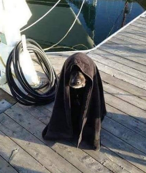 Luke, én vagyok a kutyád!