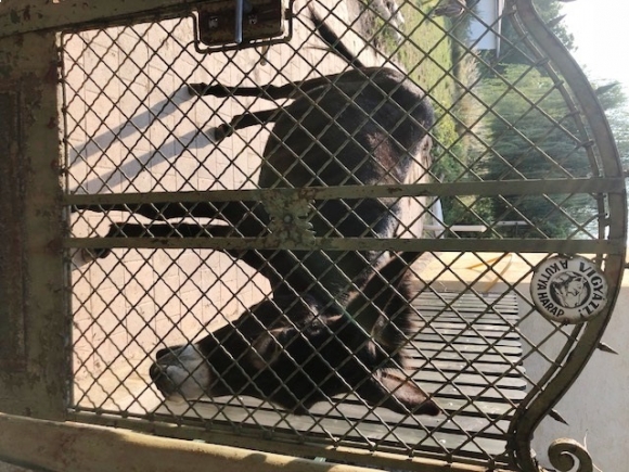 ...és a szamár sem teljesen megbízható!