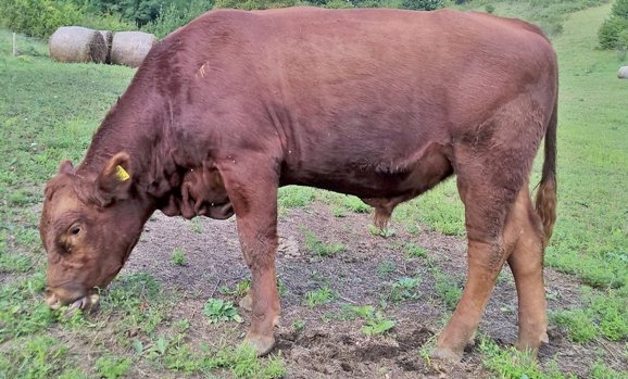 Az év hirdetése - ELADÓ Red Angus bika