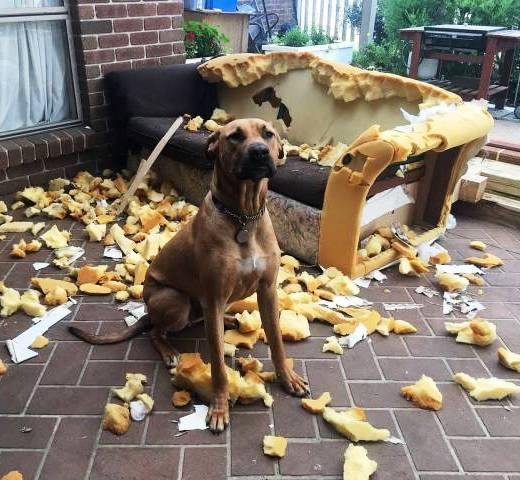 Szia gazdám, jó hogy jöttél!