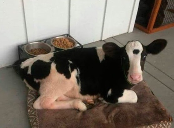 Amikor részegen mész el venni egy dalmatát