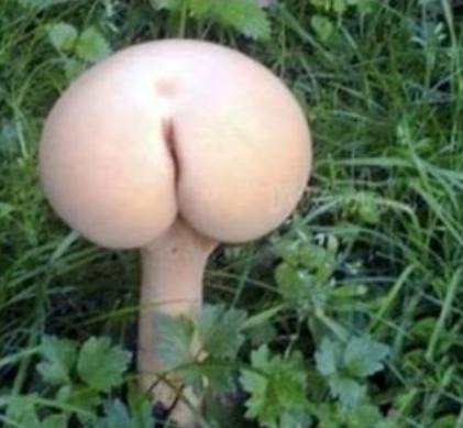 Megkezdődött az őszi gombaszezon