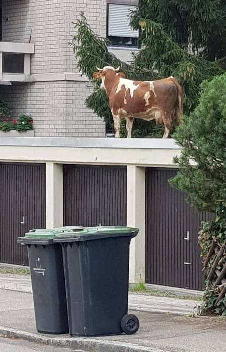 Vajon, hogy került oda?