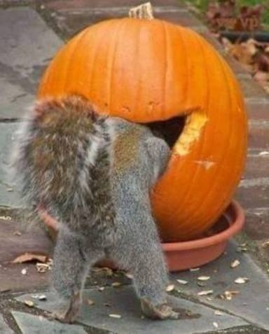 Hol a tökömbe lehet a mogyoróm?!